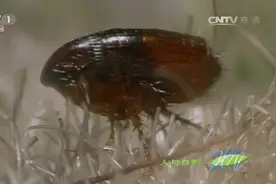 人与自然：跳蚤起跳时，加速度竟是航天飞机的50倍！厉害了视频封面
