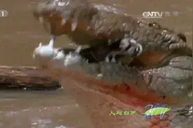 人与自然：鳄鱼咬合力惊人，锋利的牙齿是屠杀猎物的利器视频封面
