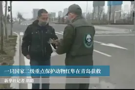 一只国家二级重点保护动物红隼在青岛获救视频封面