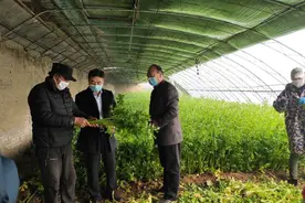 顺义河津营村24万斤芹菜滞销 村委联系批发市场找销路图片