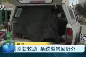 幸获救助  条纹鬣狗回野外视频封面