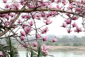 湘江河畔百花争艳视频封面