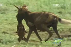 人与自然：洞穴坍塌族长的幼犬被埋，雌猎犬积极营救，获族长奖励视频封面