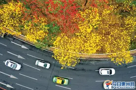 惊艳！惠州花开满城春意闹图片