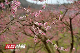 江永：桃花盛开满枝头图片