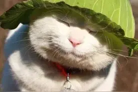 猫叔回猫星了。它世无争的幸福表情，治愈了无数网友图片