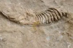四川泸州古蔺无名溶洞新发现完整化石、神秘岩画图片