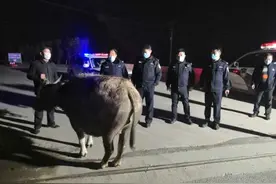 信阳“牛大哥”偷偷出门迷路 正阳民警助力帮其“回家”图片