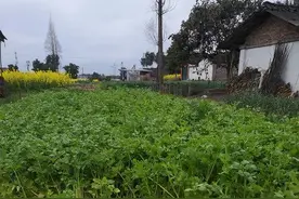 芹菜因疫情滞销 一个表格备注开启一场爱心蔬菜接力图片
