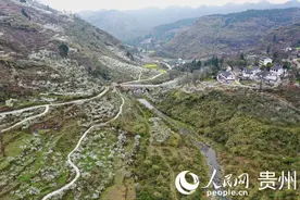 修文：2500亩蜜李竞相绽放图片