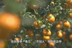 天府大地春耕忙①丨“桔橙之乡”的“春见”熟了视频封面