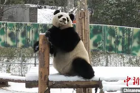 南京大熊猫过上“深宅”生活“没事”上个直播卖萌图片