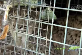 人与自然：野生猞猁误入人类诱捕笼，面对兽医不停地低声吼叫视频封面