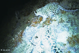阿克塞县祁连山区：野牦牛群奔腾雪原 四只雪豹同框出镜图片