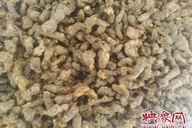 舞钢市尹集镇：山林“天葵子”助力贫困户增收图片