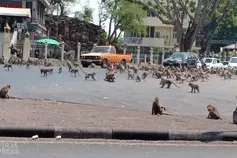 泰国一群猴子无人喂食 为一根香蕉打成一片图片