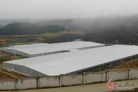 昭通镇雄县最大母猪扩繁养殖场投入使用图片