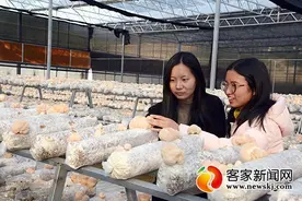 「风景独好」小蘑菇撑起“致富伞”图片