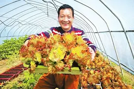 这个村的蔬菜很惊艳图片