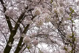 春暖花开！万亩樱花迎春绽放视频封面