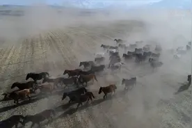 甘肃：山丹马场骏马奔腾视频封面