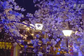 古巷物语｜玉兰花开夜色美视频封面