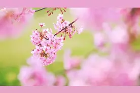 辰山植物园恢复开放，亲子家庭游客多视频封面