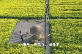 南京：谷里花开迎春来视频封面