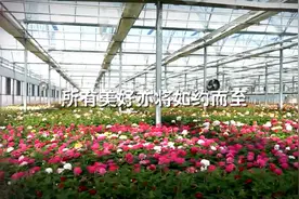 春光美，花农忙视频封面