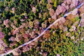 一起“云赏樱”！来看看渝北云龟山万亩野樱花的“樱花雪月”图片