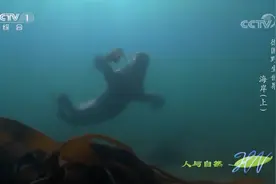人与自然：实拍灰海豹捕猎猫鲨，猫鲨竟因皮肤粗糙躲过一劫？视频封面