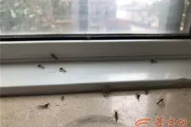 西安江林新城小区内蚊虫“铺天盖地”专家：不传播疾病图片