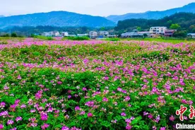 广西桂林三月春花开图片