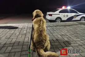 谁家“人见人爱”的金毛丢了？在派出所已经住了三天，顿顿吃火腿肠民警喊“遭不住”图片