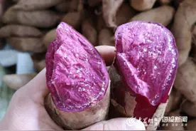 又糯又香“求带走”：临沂美味紫薯爱心销售突破1.5万斤图片