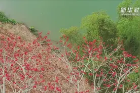 南国春来早 花开正当时视频封面