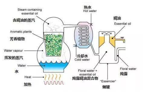 胶花可以修复卵巢吗 2026年胶花可以摆设家里吗