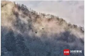 “无人机拍鸟”引发争议：近距离拍摄、追逐鸟群是否干扰正常栖息图片