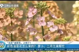 江苏彩色油菜花上线了，怎么来的？萝卜、二月兰来帮忙！视频封面