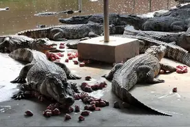 与鳄鱼“同居”| 一个冷知识：鳄鱼居然胆小？图片