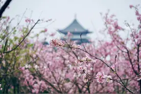 南宁三月赏花指南，春天它来了图片