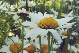 人生如茶，再苦涩最终何尝不是唇齿留香？图片