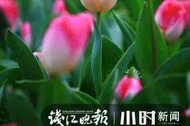 这段来之不易的视频太萌了，它全景展示了郁金香的开花过程图片