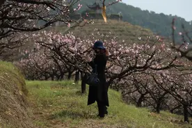 直播春天·赏｜三生三世桃花源，奉化桃花漫山遍野开啦图片