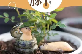 啊~水豚真的超治愈图片