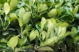 果然视频｜济南大南风刮得树枝乱摇，来听听这风声厉害不视频封面