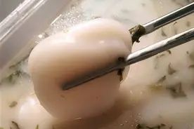 紧急收治转院的危重病人，先让雪菜年糕和生日蛋糕“停摆”一天图片