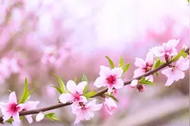 美如仙境！桃花江桃花开图片
