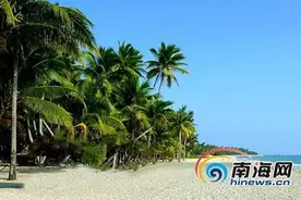 海南首批椰子苗木综合保险落地 椰子槟榔橡胶“三棵树”都有保险啦图片