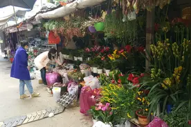 成都青石桥花鸟市场“归来”：鱼龟花易购，猫狗鸟难寻图片